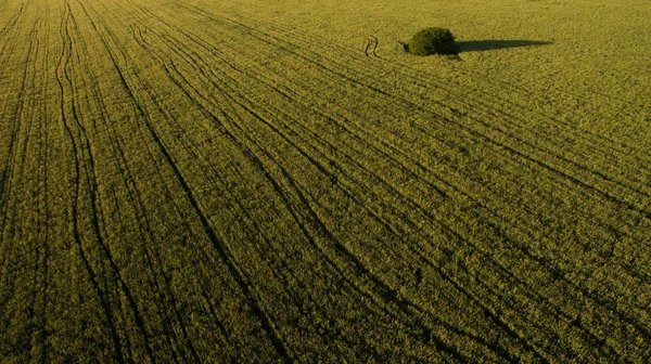 Tree in the field view from above — Stock Photo, Image