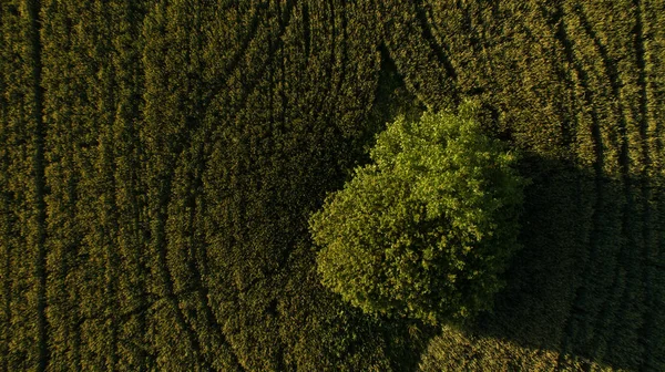 Träd i fältet vy från ovan — Stockfoto