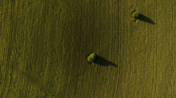 Tree in the field view from above — Stock Photo, Image