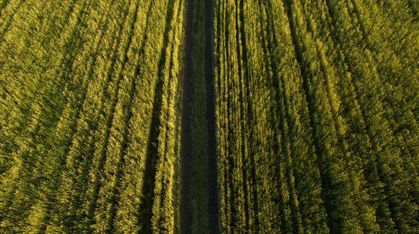 Chemin dans la vue de champ d'en haut — Photo