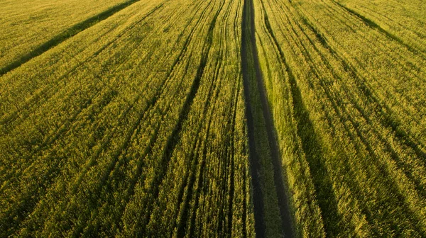 Path in the field view from above — Stock Photo, Image