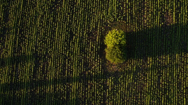 Hermosa Vista Del Campo Desde Arriba — Foto de Stock