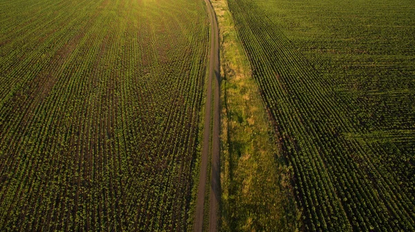 Hermosa Vista Del Campo Desde Arriba — Foto de Stock