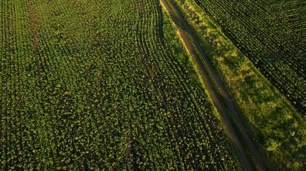 Hermosa Vista Del Campo Desde Arriba — Foto de Stock