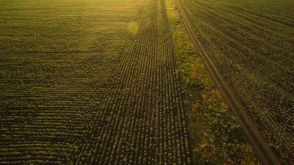 Hermosa Vista Del Campo Desde Arriba — Foto de Stock