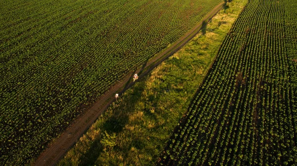 Hermosa Vista Del Campo Desde Arriba — Foto de Stock