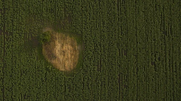 Träd och fältet vy från ovan — Stockfoto