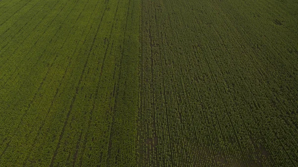 Beautiful different fields view from above — Stock Photo, Image