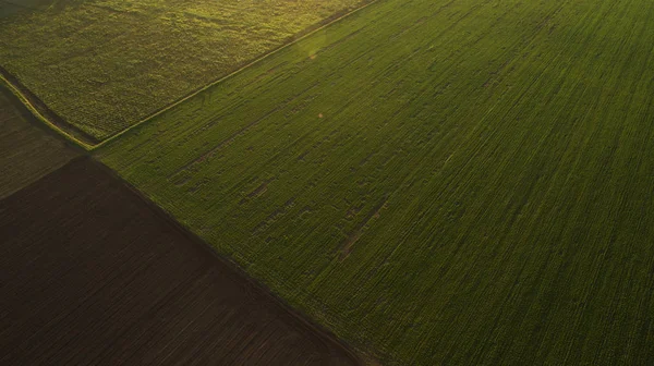 Повітряна фотографія поля на заході сонця — стокове фото
