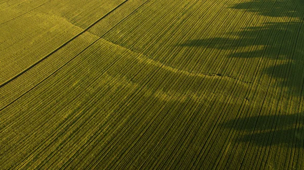 Aerial photography of the field at sunset — Stock Photo, Image