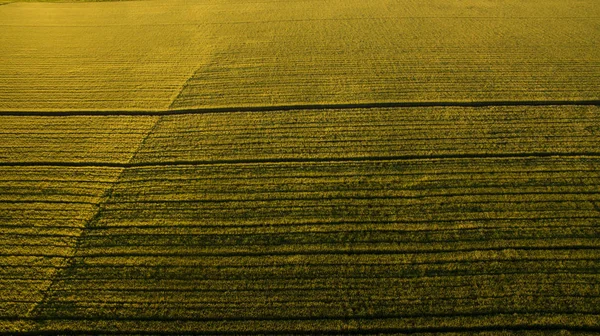 Повітряна фотографія поля на заході сонця — стокове фото