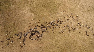 Koyun sürüsü otluyor.