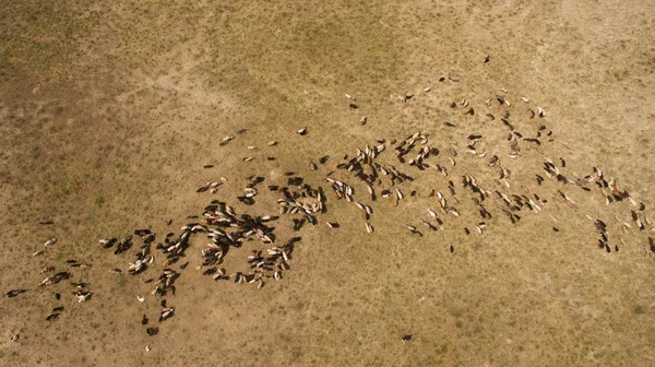 Koyun sürüsü otluyor.