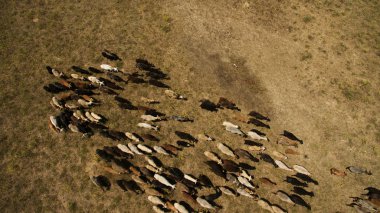 Vahşi koyunlar tarlada yürüyor.