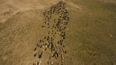 Vahşi koyunlar tarlada yürüyor.