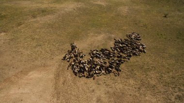 Koyun sürüsü otluyor.