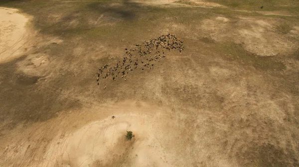 Vahşi koyunlar tarlada yürüyor.