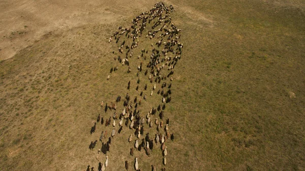 Vahşi koyunlar tarlada yürüyor.