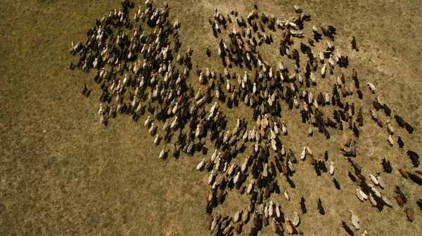 Koyun sürüsü otluyor.