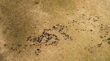 Yaban koyunu yürüyor