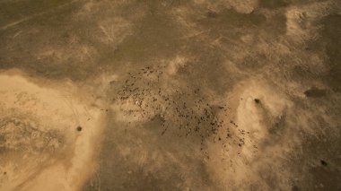 Vahşi koyunlar tarlada yürüyor.