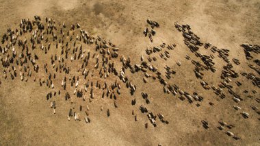 Koyun sürüsü otluyor.