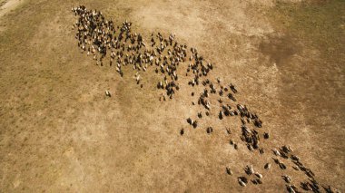 Koyun sürüsü otluyor.