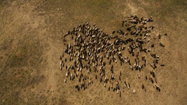 Koyun sürüsü otluyor.