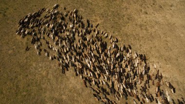 Koyun sürüsü otluyor.