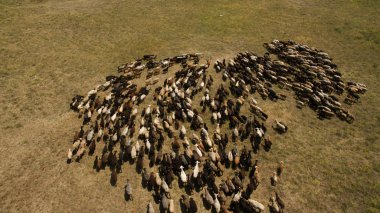 Koyun sürüsü otluyor.