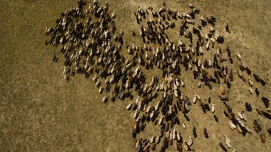 Koyun sürüsü otluyor.