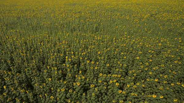 Verschiedene Felder Ansicht Von Oben — Stockfoto