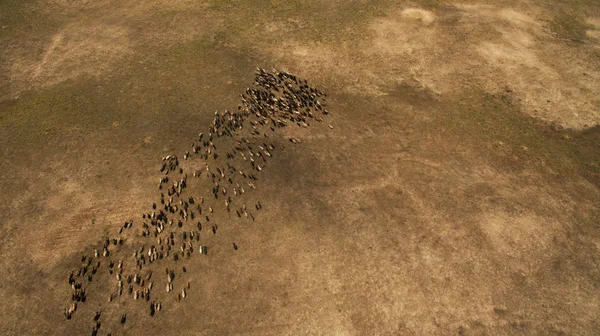 Pecore Selvatiche Camminano Nel Campo — Foto Stock