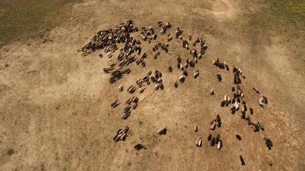 Koyun sürüsü otluyor.