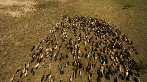 Pecore Selvatiche Camminano Nel Campo — Foto Stock