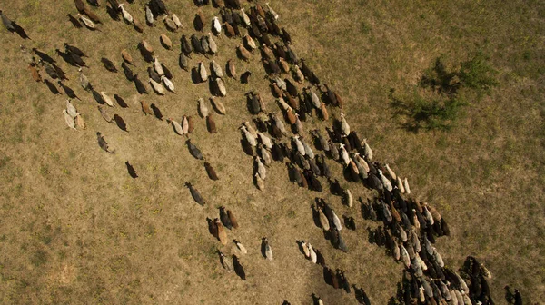 Pecore Selvatiche Camminano Nel Campo — Foto Stock