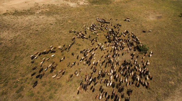 Дикие Овцы Ходят Полю — стоковое фото