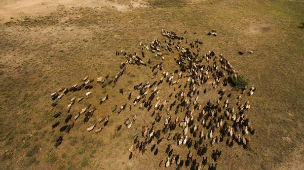 Pecore Selvatiche Camminano Nel Campo — Foto Stock