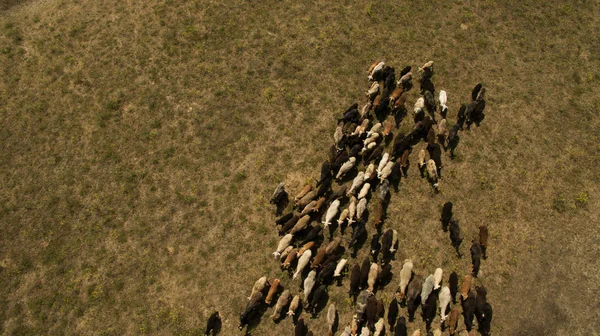 Vahşi koyunlar tarlada yürüyor.