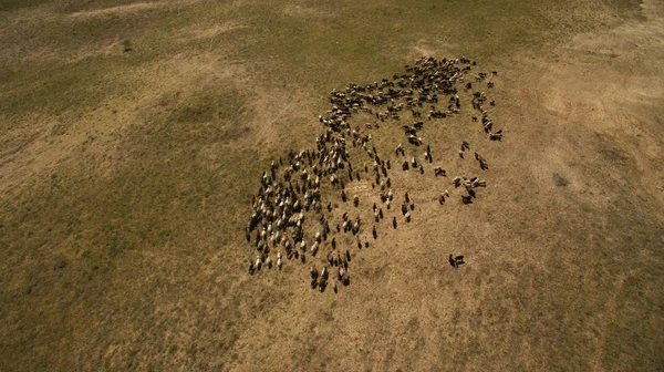 Herd Sheep Grazing Top View — 스톡 사진