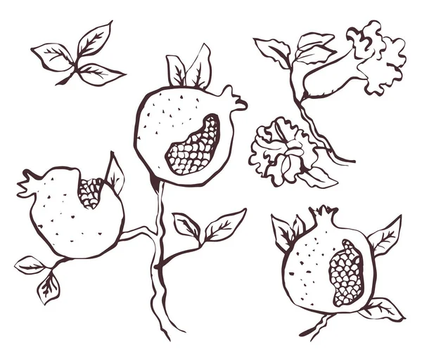 Vektor Set Mit Granatapfelzweig Mit Früchten Und Blüten Auf Weiß — Stockvektor