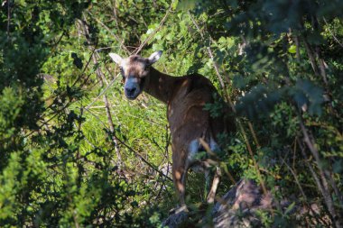 Avrupa kunduzdan oluşur erkek ağaçları arasında.