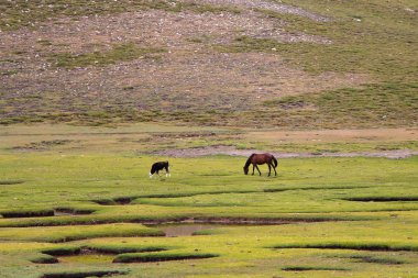 Alan üzerinde at ve buzağı.