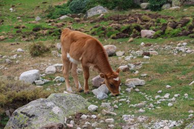 Bir alanda otlayan bir buzağı