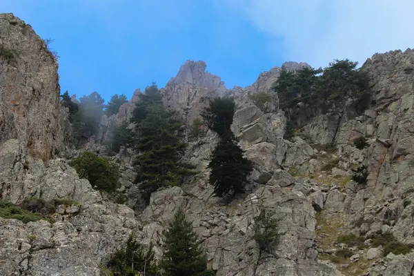 Горный пейзаж. Вершина горы с соснами . — стоковое фото