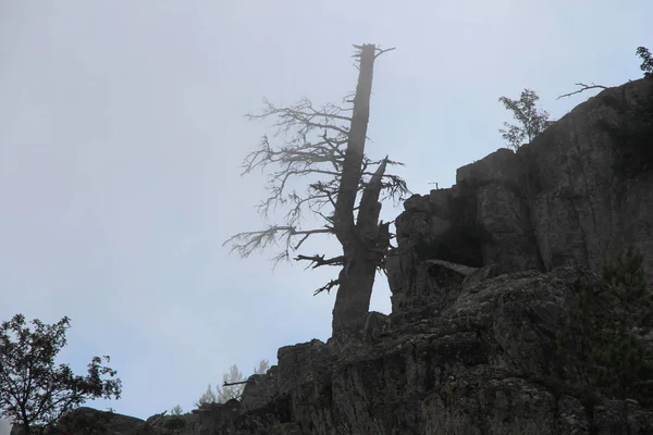 Le plus vieil arbre sur le sommet de la montagne dans le brouillard . — Photo