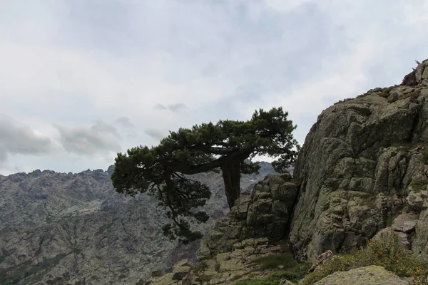 Un arbre sur le sommet de la montagne . — Photo
