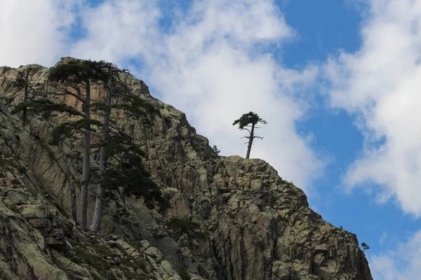 Un arbre sur le sommet de la montagne . — Photo
