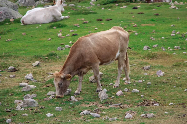 Una vaca pastando en un campo — Foto de Stock