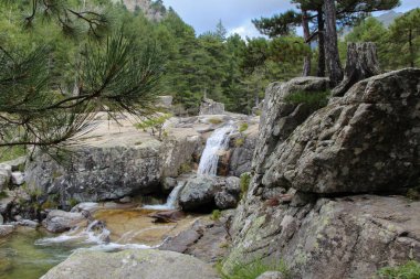 Dağ nehir ve çevresinde çam.